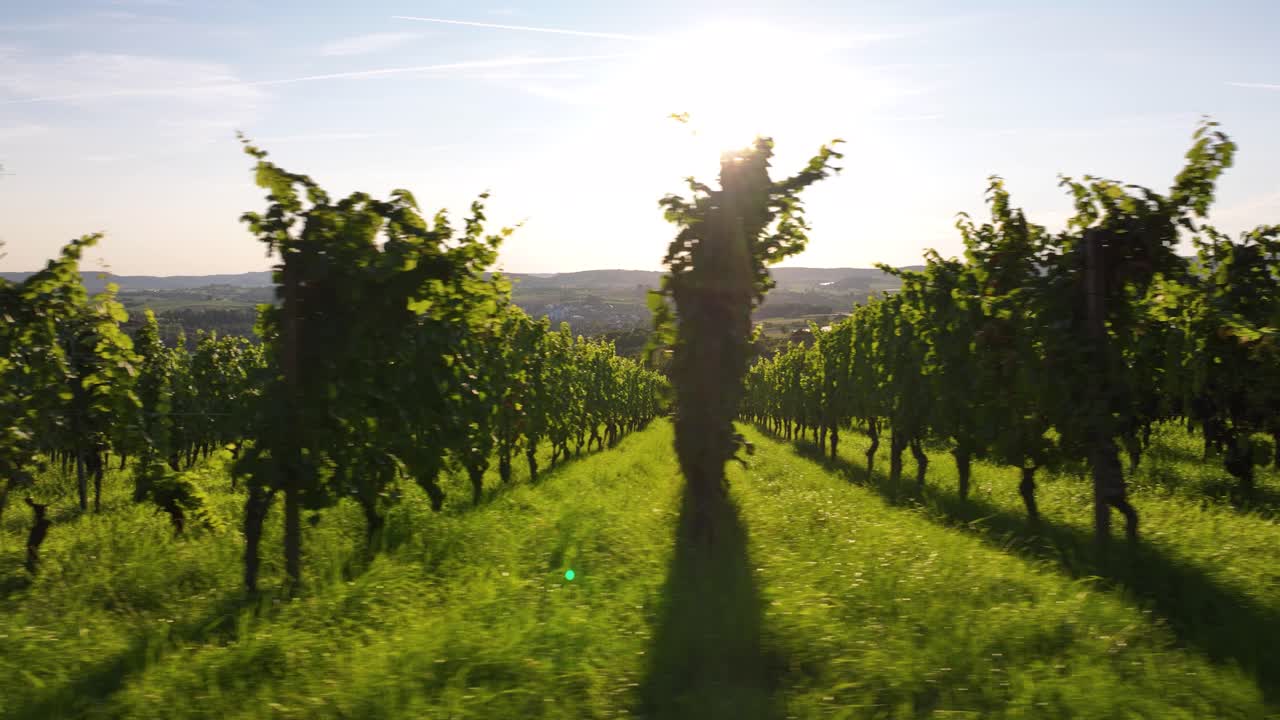 Grape vines lit by afternoon sunshine stretch in neat rows across a vineyard