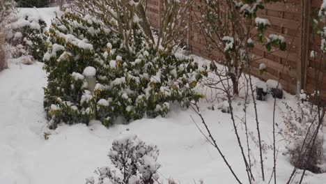 motion shot of snowing in a garden