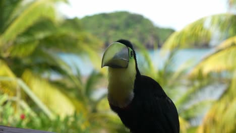 a toucan in slowmotion sits on a railing and behind him a tropical clime can be seen