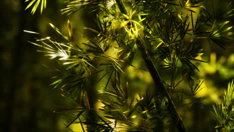 Bosque-De-Bambú-Verde-En-Hawaii