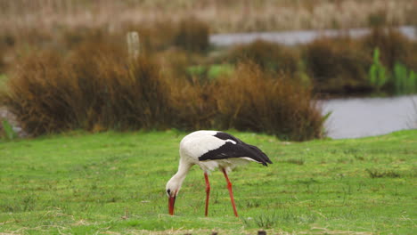 white stork grazing in grassy pasture by river, swallowing morsel