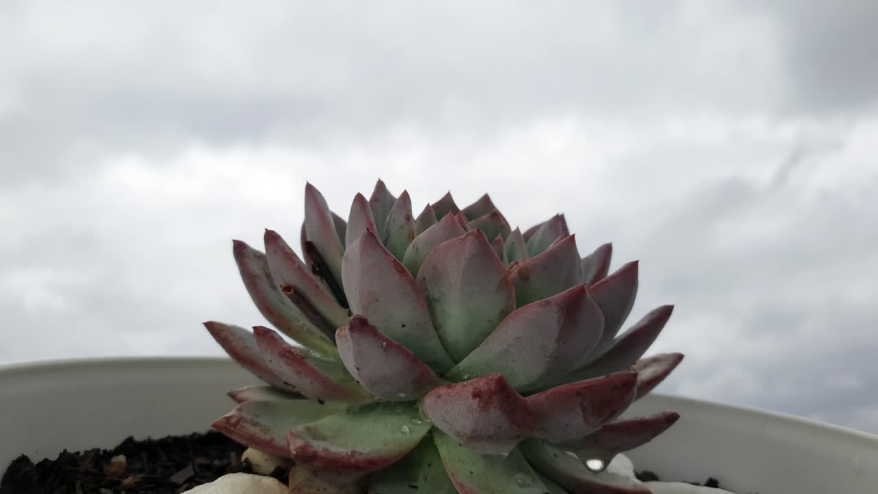 extraño pero hermoso fondo de lapso de tiempo en la nube con una planta suculenta puntiaguda en primer plano antes de una tormenta