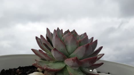 Extraño-Pero-Hermoso-Fondo-De-Lapso-De-Tiempo-En-La-Nube-Con-Una-Planta-Suculenta-Puntiaguda-En-Primer-Plano-Antes-De-Una-Tormenta