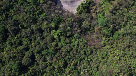 Toma-Aérea-De-Arriba-Hacia-Abajo-De-Un-Denso-Bosque-Que-Revela-Una-Playa-Aislada-De-La-Isla-Cébaco.