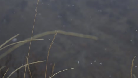 雪落在缓慢的运动在一个阴<unk>的秋天在干旱的峡谷位于林登,utah