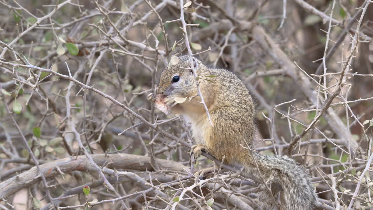 ardilla de árbol o ardilla de smith's bush comiendo maceta de semillas en un arbusto, primer plano de cámara lenta