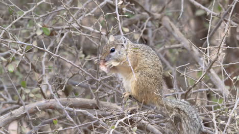 Tree-squirrel-or-Smith's-Bush-Squirrel-eating-seed-pot-in-a-bush,-slow-motion-close-up