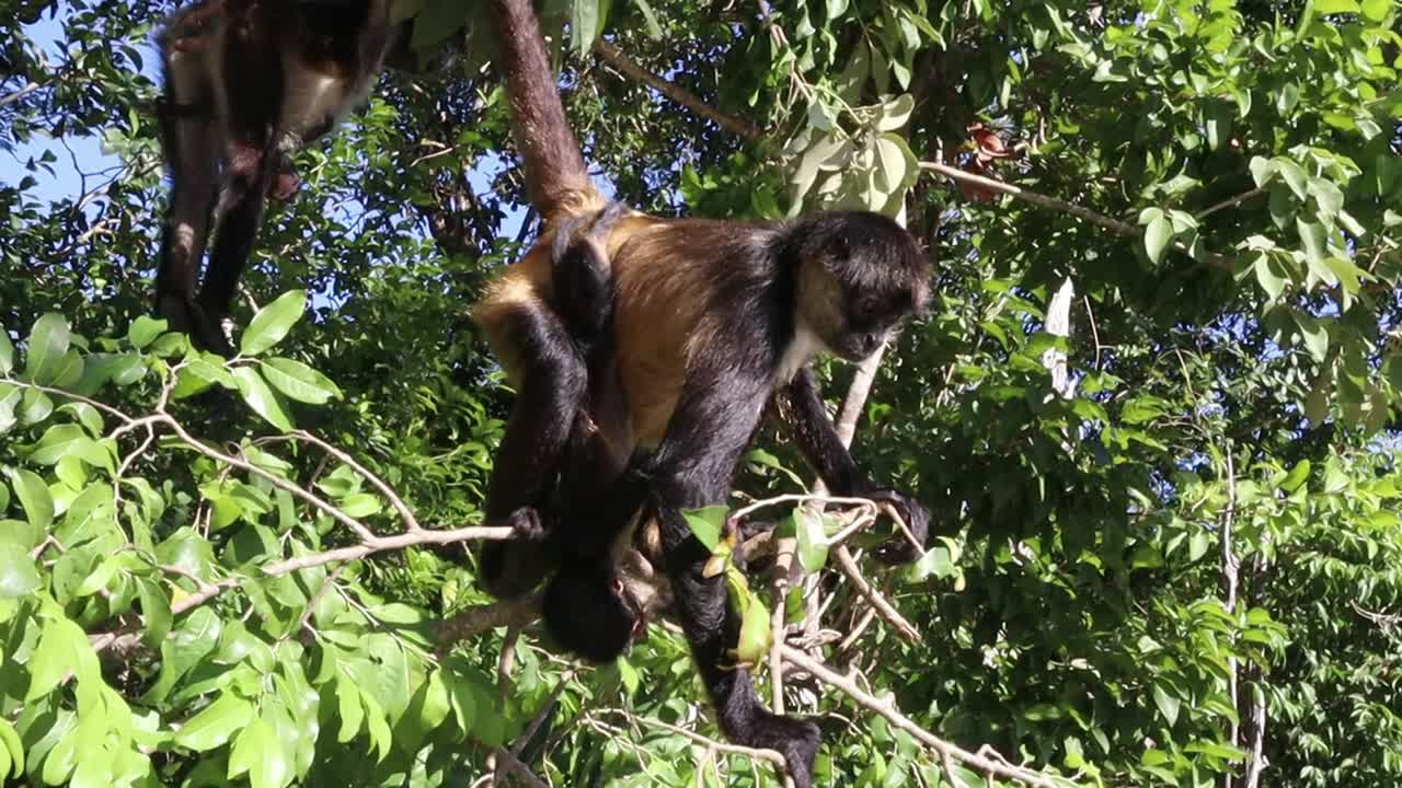 Spider monkeys in the jungle hanging out in trees with a baby monkey and eating fruit - Mexico