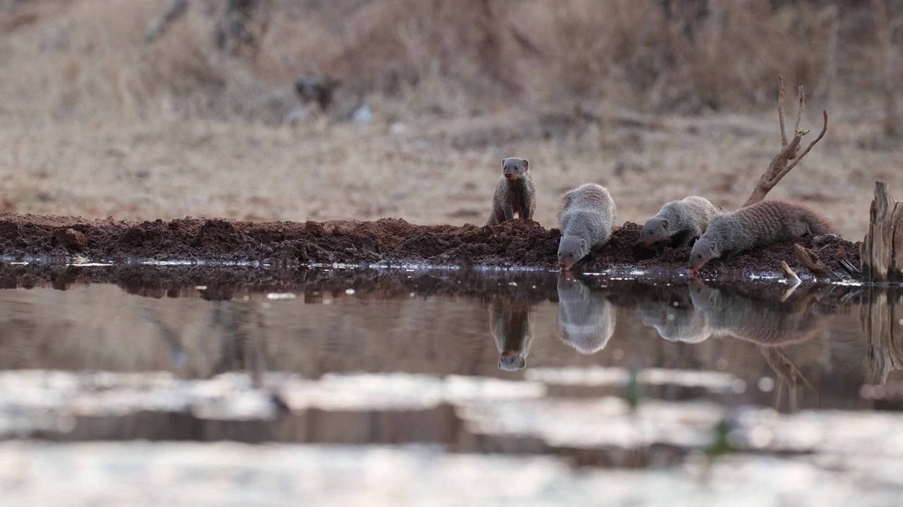 A group of banded mongooses arrives at a waterhole for an early morning drink in the Greater Kruger region of South Africa. Filmed from an underground hide at a low angle