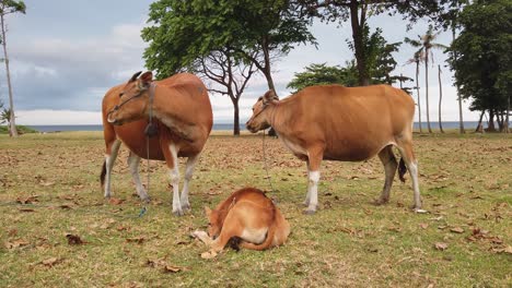 bali cattle, brown cows family relaxes in meadow grassland landscape of indonesia, southeast asia, saba beach