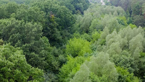 light green forest of mixed trees. amazing view of treetops on village background. fresh nature in summer. aerial landscape.
