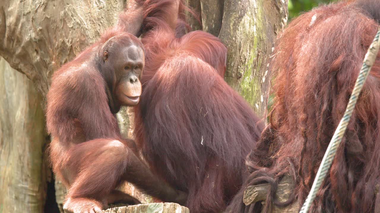 Un giovane orangutan siede accanto a un adulto, impegnandosi in toelettatura sociale e comportamenti giocosi.