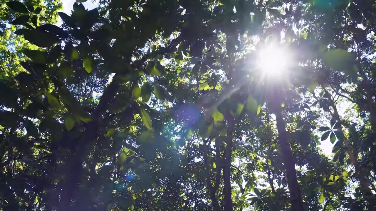 Luz solar brillante filtrándose entre hojas verdes exuberantes en un bosque.