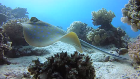 blue spotted sting ray swimming around a beautiful coral reef in different directions