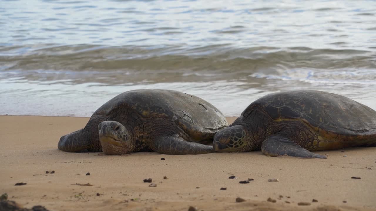vista de cerca del movimiento de las tortugas marinas en la playa de poipu de hawai, todavía filmada