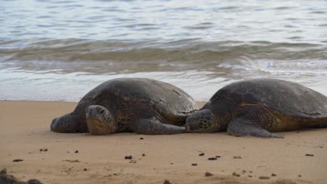 close up view of sea turtle movement on hawaii's poipu beach, still shot
