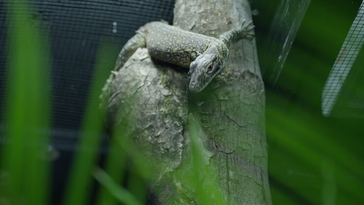 Baby Komodo Dragon hatchling hiding on tree trunk amongst foliage looking for prey in zoo habitat shallow depth of field