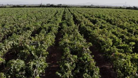 Bodega-Con-Viaje-De-Viña-Hacia-Adelante-En-Ica,-Peru---Drone-Uhd