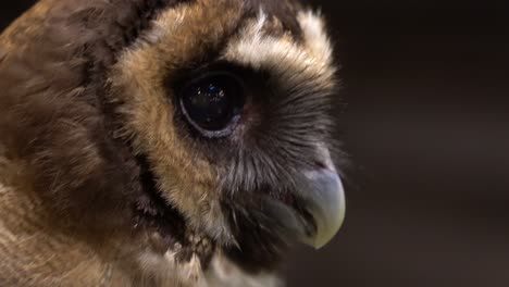 una vista de cerca de un búho girando la cabeza en un zoológico