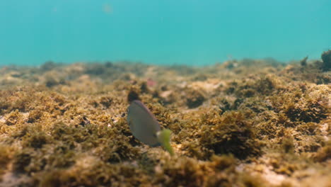 Close-up-underwater-shot-of-a-pair-of-ocean-surgeonfish-swimming-along-the-top-of-a-reef-in-turquoise-blue-tropical-water