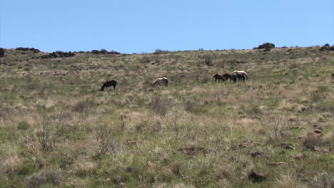caballos salvajes y burros pastan en pastizales abiertos en los estados del oeste