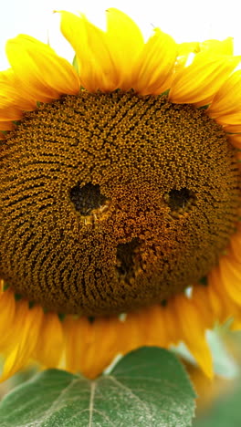 swaying yellow big sunflower with little holes in a shape of eyes and nose. agricultural seed flower field at backdrop in blur. vertical video
