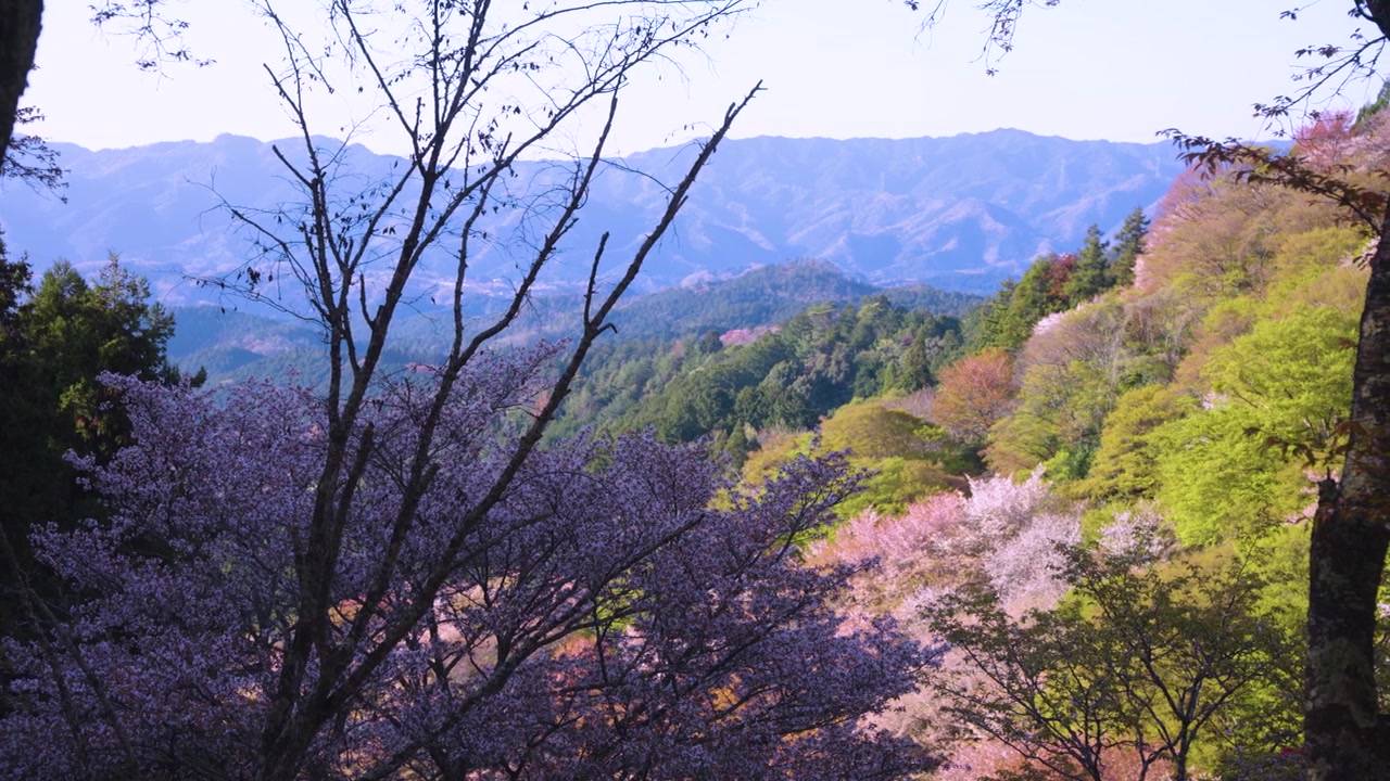 日本に春が到来し、吉野の風景に桜が咲き誇る。
