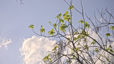 Bosque-épico-Y-Hojas-Con-El-Sol-Y-Las-Nubes.