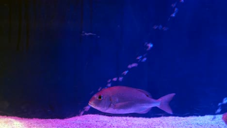 a fish swimming in an aquarium