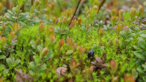 Arctic-Tundra-lichen-moss-close-up.-Found-primarily-in-areas-of-Arctic-Tundra,-alpine-tundra,-it-is-extremely-cold-hardy.-Cladonia-rangiferina,-also-known-as-reindeer-cup-lichen.