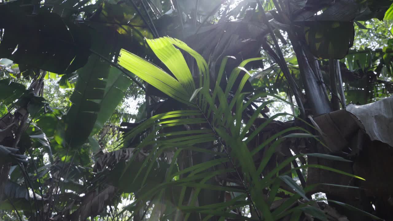 warm glow of the sun illuminates the leaves of the forest, casting a golden hue and creating a magical atmosphere