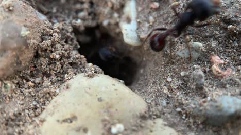 Ants-entering-and-leaving-the-anthill,-macro-shot