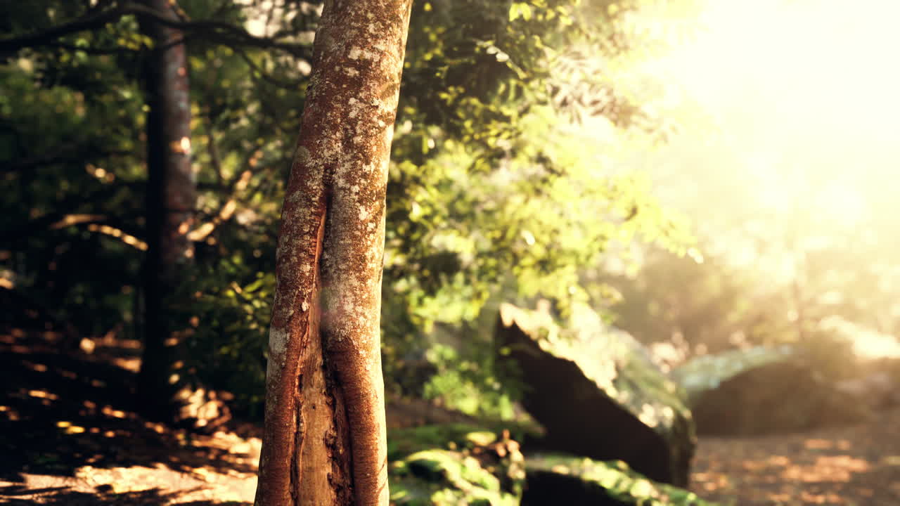 Sunlight filtering through foggy tropical forest
