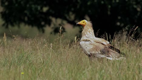 neophron percnopterus bird fighting in grassy terrain