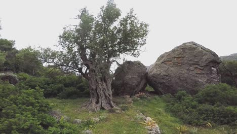 olive tree in the landscape