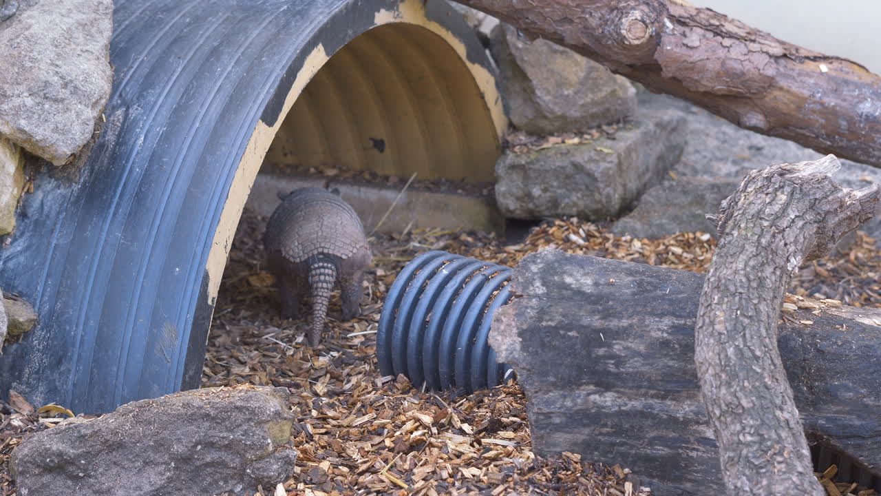 armadillo deambula en su recinto en un parque de vida silvestre en busca de comida