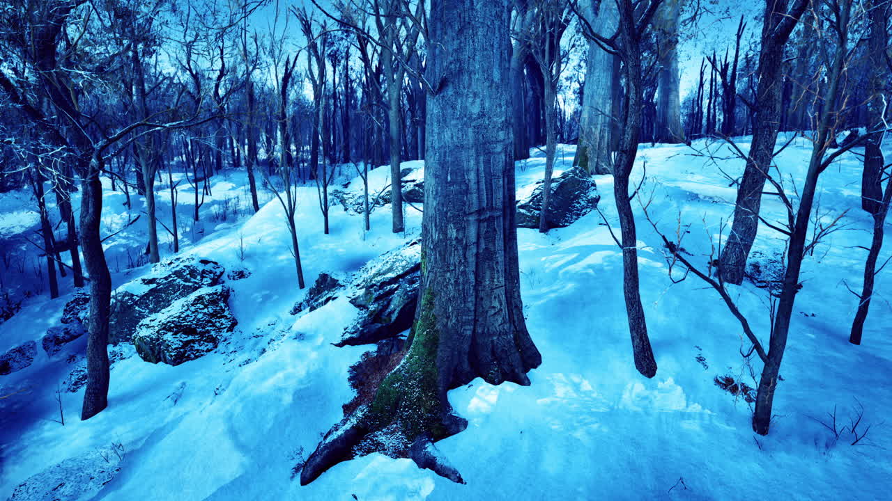 Frosty winter scene of tranquility in a serene forest
