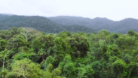 going up in brazilian rainforest