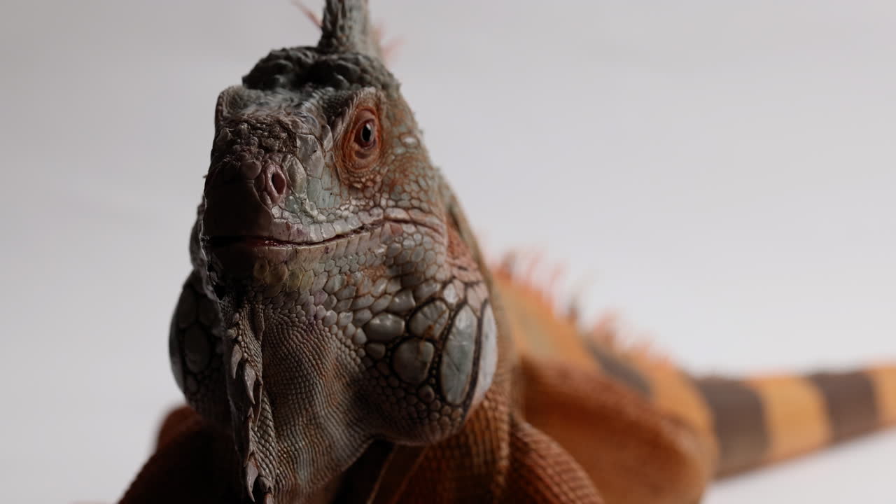 iguana verde mirando hacia la cámara aislada sobre fondo blanco - primer plano en la cara