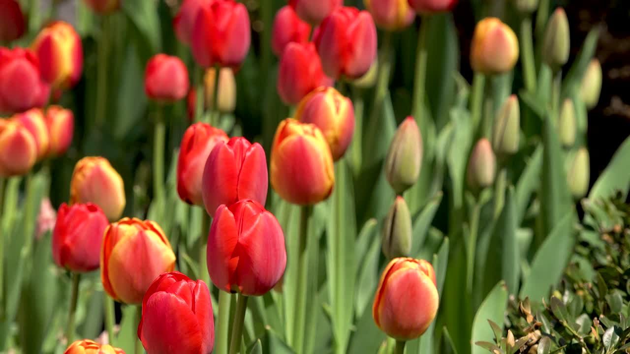 close up of red and yellow tulips windy day morning sunlight 4k Chicago