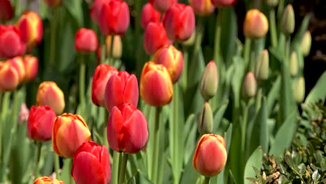 close up of red and yellow tulips windy day morning sunlight 4k chicago