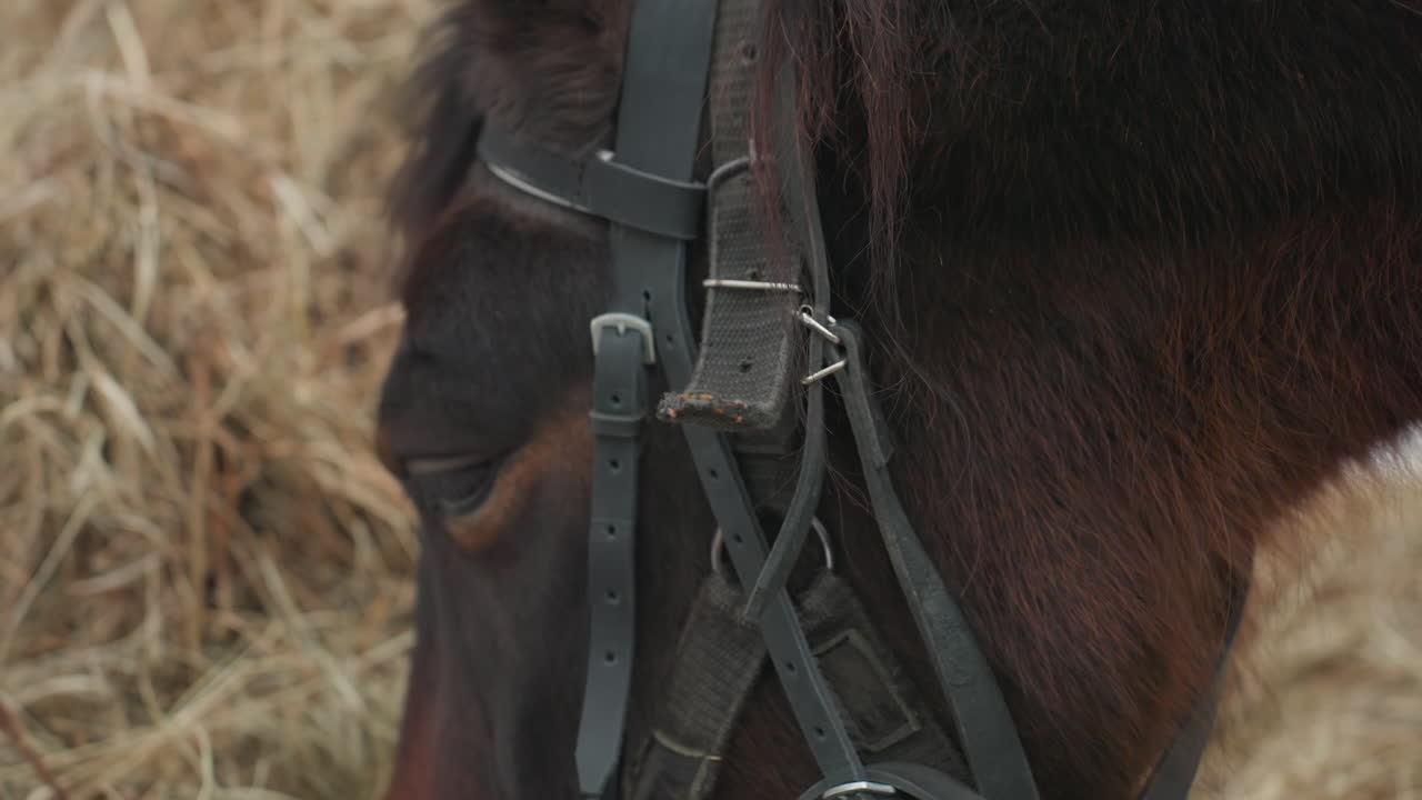 Primo piano dell'attrezzatura per cavalli, immagine dettagliata di anello e cinturino in pelle, attrezzatura per cavalli da esterno con elementi in pelle e metallo, primo piano dei componenti della bardatura per cavalli in un ambiente rustico e stabile