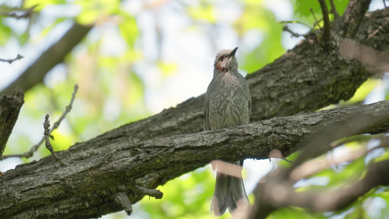 un pájaro cantor bulbul de orejas marrones gorjea y canta en el bosque - corea del sur de cerca