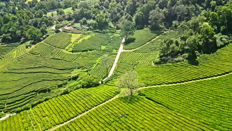 lush green tea plantations with winding paths in the azores, portugal, aerial view