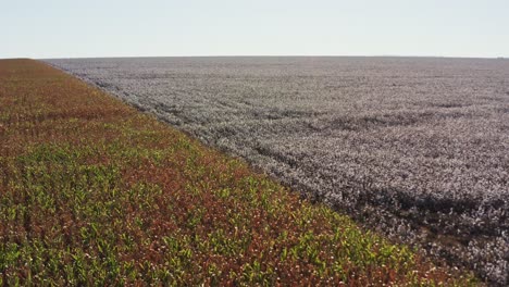 disparo aéreo de drones volando sobre un campo de algodón junto a un campo de maíz en las zonas rurales de brasil