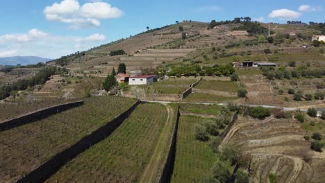 aerial footage flying over a winery with the vast fields of grapevines in the portuguese region around porto