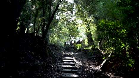 tilt up shot of lush forest stair path in kyoto, japan