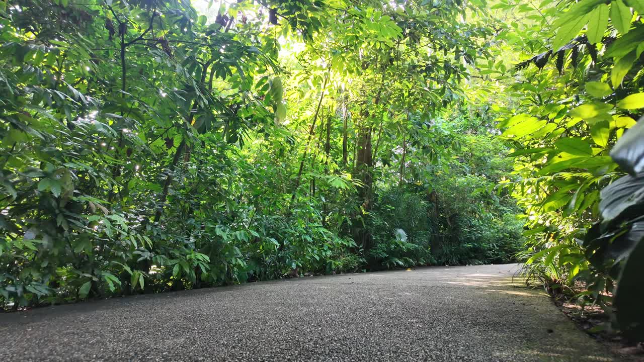 Path through a lush tropical forest
