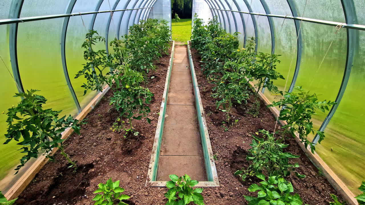 Inside polytunnel greenhouse with rows of tomato and pepper plants growing in raised soil beds