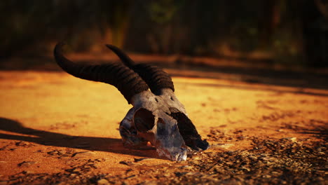 animal skull in desert